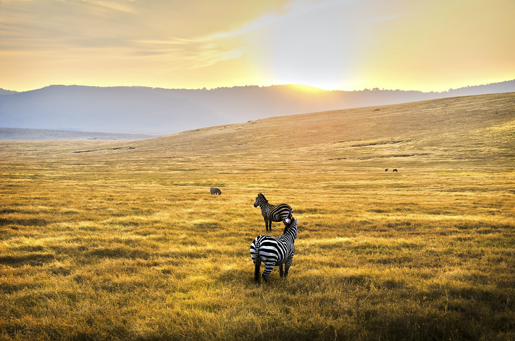 Serengeti